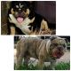 English Bulldog Puppies for sale in Dickinson, TX 77539, USA. price: NA