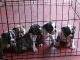 English Bulldog Puppies for sale in Four Oaks, NC 27524, USA. price: $1,500