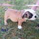 English Bulldog Puppies for sale in Benson, NC 27504, USA. price: $1,800