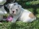 English Bulldog Puppies for sale in CA-1, Morro Bay, CA, USA. price: NA