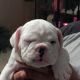 English Bulldog Puppies for sale in Mary Esther, FL 32569, USA. price: NA