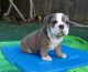 English Bulldog Puppies for sale in Stockton, CA 95206, USA. price: NA
