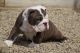 English Bulldog Puppies for sale in Kinsman, OH 44428, USA. price: NA