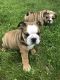 English Bulldog Puppies for sale in Churubusco, IN 46723, USA. price: NA