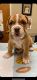 English Bulldog Puppies for sale in 4400 Elkhorn Blvd, Sacramento, CA 95842, USA. price: NA