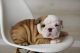 English Bulldog Puppies for sale in 307 S Pearl St, Paola, KS 66071, USA. price: NA