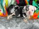 English Bulldog Puppies for sale in Sunny Isles Beach, FL 33160, USA. price: $5,400