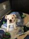 English Bulldog Puppies for sale in Farmington, MI, USA. price: NA