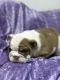 English Bulldog Puppies for sale in Sonoma, CA 95476, USA. price: $2,500