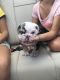 English Bulldog Puppies for sale in Sunny Isles Beach, FL 33160, USA. price: $5,300