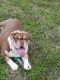 English Bulldog Puppies for sale in Moyock, NC 27958, USA. price: $1,500