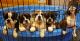 English Bulldog Puppies for sale in Breesport, NY, USA. price: NA