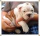 English Bulldog Puppies for sale in CA-1, Morro Bay, CA, USA. price: NA