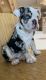 English Bulldog Puppies for sale in Sunny Isles Beach, FL 33160, USA. price: $5,000