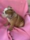 English Bulldog Puppies for sale in Santa Ana, CA, USA. price: NA