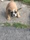 English Bulldog Puppies for sale in Washington, PA 15301, USA. price: NA