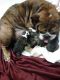 English Bulldog Puppies for sale in Spokane, WA, USA. price: NA