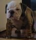 English Bulldog Puppies for sale in Palmer, TX, USA. price: NA