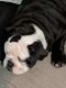 English Bulldog Puppies for sale in New Rochelle, NY, USA. price: NA