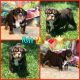English Bulldog Puppies for sale in Checotah, OK 74426, USA. price: NA