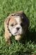 English Bulldog Puppies for sale in The Woodlands, TX, USA. price: NA