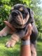 English Bulldog Puppies for sale in Newburgh, IN 47630, USA. price: NA