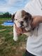 English Bulldog Puppies for sale in Powersville, GA 31008, USA. price: NA