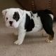 English Bulldog Puppies for sale in Fresno, CA, USA. price: $3,000