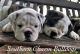English Bulldog Puppies for sale in Bermuda Run, NC 27006, USA. price: NA