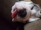 English Bulldog Puppies for sale in Tyler, TX, USA. price: $3,000
