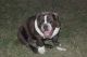 English Bulldog Puppies for sale in Hempstead, TX 77445, USA. price: $3,000