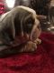 English Bulldog Puppies for sale in Hempstead, TX 77445, USA. price: $3,500