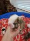 English Bulldog Puppies for sale in Rockwall, TX 75032, USA. price: $2,000