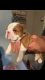 English Bulldog Puppies for sale in Hereford, TX 79045, USA. price: NA