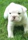 English Bulldog Puppies for sale in Syracuse, NY, USA. price: NA