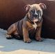 English Bulldog Puppies for sale in Massillon, OH, USA. price: $3,000