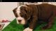 English Bulldog Puppies for sale in North Las Vegas, NV, USA. price: NA