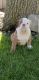 English Bulldog Puppies for sale in Fresno, CA, USA. price: $2,500