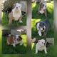 English Bulldog Puppies for sale in Fresno, CA, USA. price: $2,500