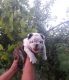 English Bulldog Puppies for sale in 301 E Baltimore St, Baltimore, MD 21202, USA. price: NA