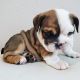 English Bulldog Puppies for sale in Floresville, TX 78114, USA. price: NA