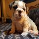 English Bulldog Puppies for sale in Lancaster, CA, USA. price: $3,000