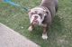 English Bulldog Puppies for sale in Benbrook, TX 76116, USA. price: $2,500