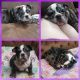 English Bulldog Puppies for sale in Muncy, PA 17756, USA. price: NA