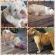English Bulldog Puppies for sale in Muncy, PA 17756, USA. price: $3,600