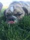 English Bulldog Puppies for sale in Lancaster, CA 93535, USA. price: NA