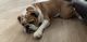 English Bulldog Puppies for sale in Junction City, KS 66441, USA. price: $1,500