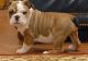 English Bulldog Puppies for sale in Austin Ln, Frisco, TX 75034, USA. price: $900