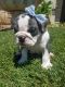 English Bulldog Puppies for sale in Fountain Valley, CA 92708, USA. price: NA