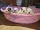 English Bulldog Puppies for sale in Hiram, GA, USA. price: NA